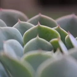 El Jardín De Nico