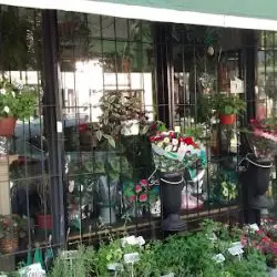 Floreria El Trebol