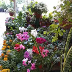 Floreria Yboty