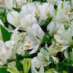 Flores Mayra
