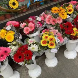 Flores Tato