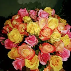 Flores Y Plantas Arco Iris