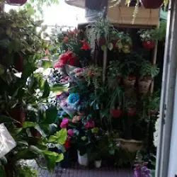 Flores Y Plantas Melly
