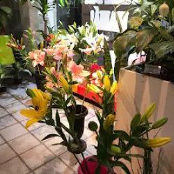 Gustavo 1ro Floristerias / Suc. Bv San Juan 498