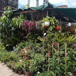 Isiflor