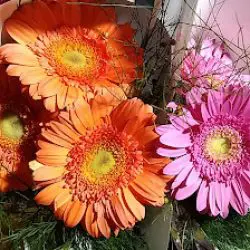 La Viktoria Flores