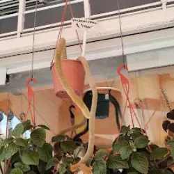 Los Jazmines, Jardinería Y Apicultura