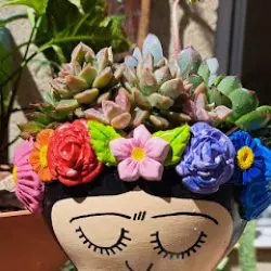 Mano Verde- Cactus Y Suculentas