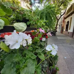 Noi - Casa De Plantas Y Flores