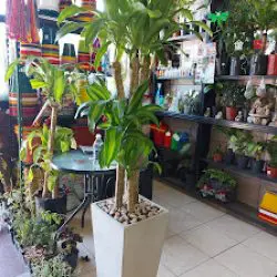 Plantas