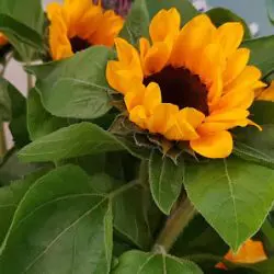 Puesto De Plantas Y Flores