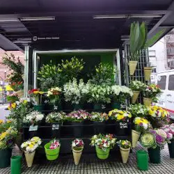 Rosanna - Plantas Y Flores