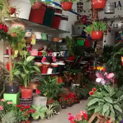 Vivero Aroma Jazmín