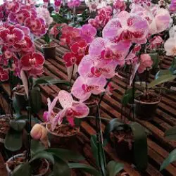 Vivero Plantar
