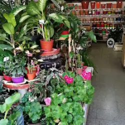 Vivero Y Plantas Sol Y Tierra