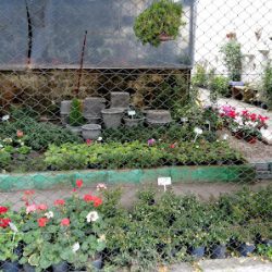 33 Flores - Flores & Gifts