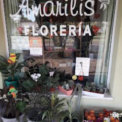 *amarilis*
