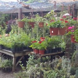 Arte Natural Jardineria