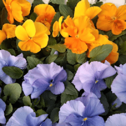 Arte Vivo Vivero Y Florería