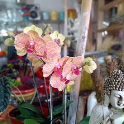 Arteplantas Florería
