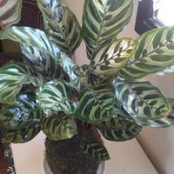 Artesanías En Kokedama