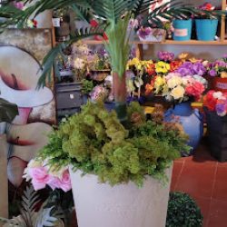 Chamico's Florería Y Vivero