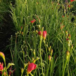 Cooperativa De Flores Cultiflor