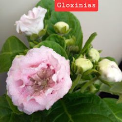 El Bunker De Las Flores