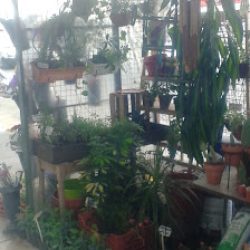 El Cañaveral Del Don Juan. Puesto De Flores Y Plantas Mantenimiento, Diseño Y Obra De Espacios Verdes.