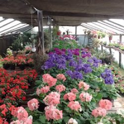 El Emporio De Las Plantas