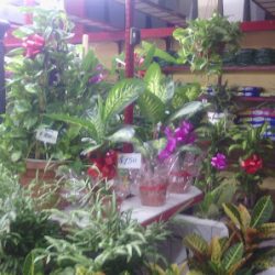 El Jardín De Flores