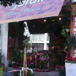 El Jardín – Flores Y Plantas