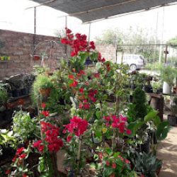 El Oasis Vivero Y Floreria