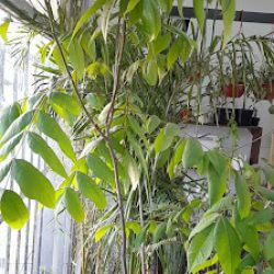 El Remanso Casa De Plantas