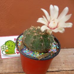 Flor De Cactus Formosa