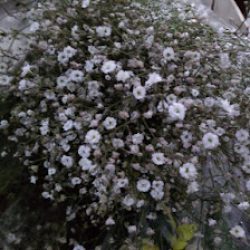 Floreria Angelinos