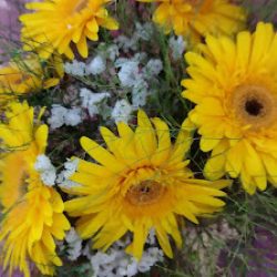 Floreria Aurore De Fleurs