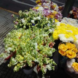 Floreria