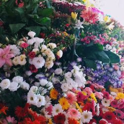Florería El Rosal