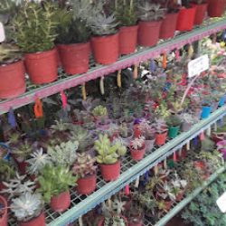 Floreria El Taller De La Flor - Envios A Todo El Pais