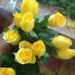 Florería Ercilia