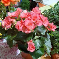 Florería Flower