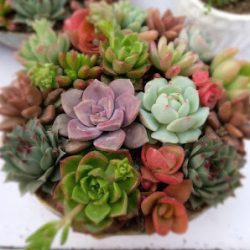 Florería Handi