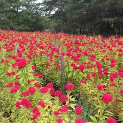 Floreria Japonesa