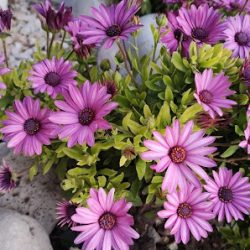 Floreria Japonesita