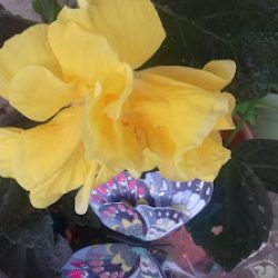 Florería Jorge - De Jorge Gigli