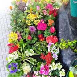 Florería Joyita