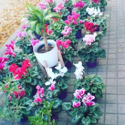 Floreria Lincoln