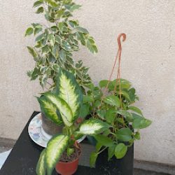 Floreria Los Claveles