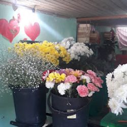 Floreria Los Lirios